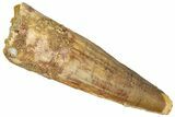 Fossil Spinosaurus Tooth - Real Dinosaur Tooth #298373-1